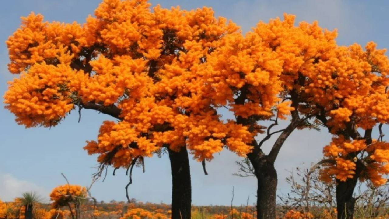 Reddit Elden Ring Erd Tree Inspired by Australian Christmas Tree